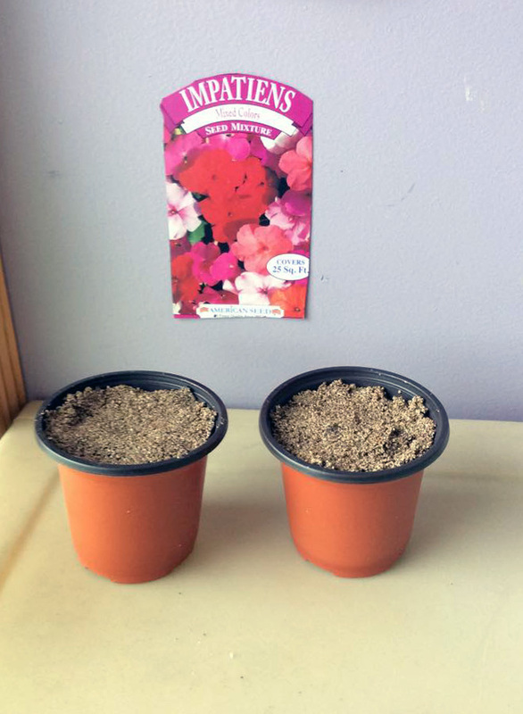 Pre-school class plants